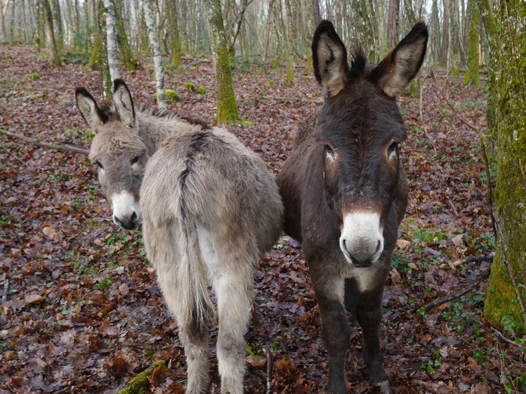 Walks and country activities